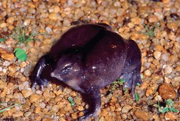 Image of a previously "thought-to-be-extinct" purple frog, discovered in 2003 in the Western Ghats Mountains of India. The frog rests on a surface of pebbles.