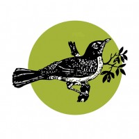 Songbird. bird analog human speech, vocal learning