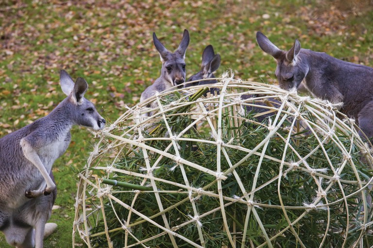 Habitat inventions at Fort Worth Zoo TCU Magazine