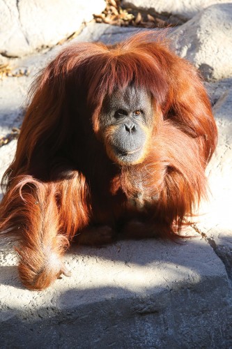 handsome orangutan, TCU students change the world, orangutan habitat