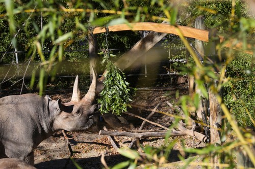 rhino habitat ideas, zoo improvement, african black rhino