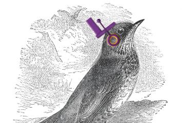 3D printed headphones, birds with headphones, songbird music