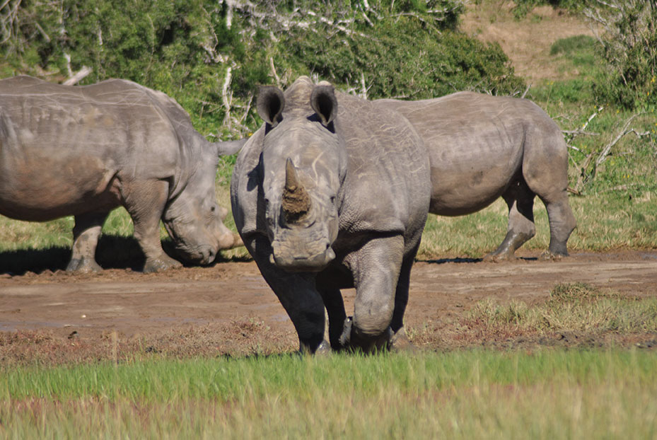 Kariega game reserve, poached rhinos, Kayce Dankhaus