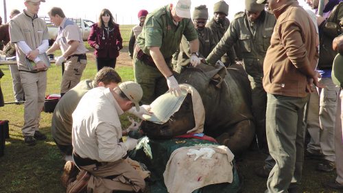 Amakhala, Hope rhino, rhino surgery, rhino surgery