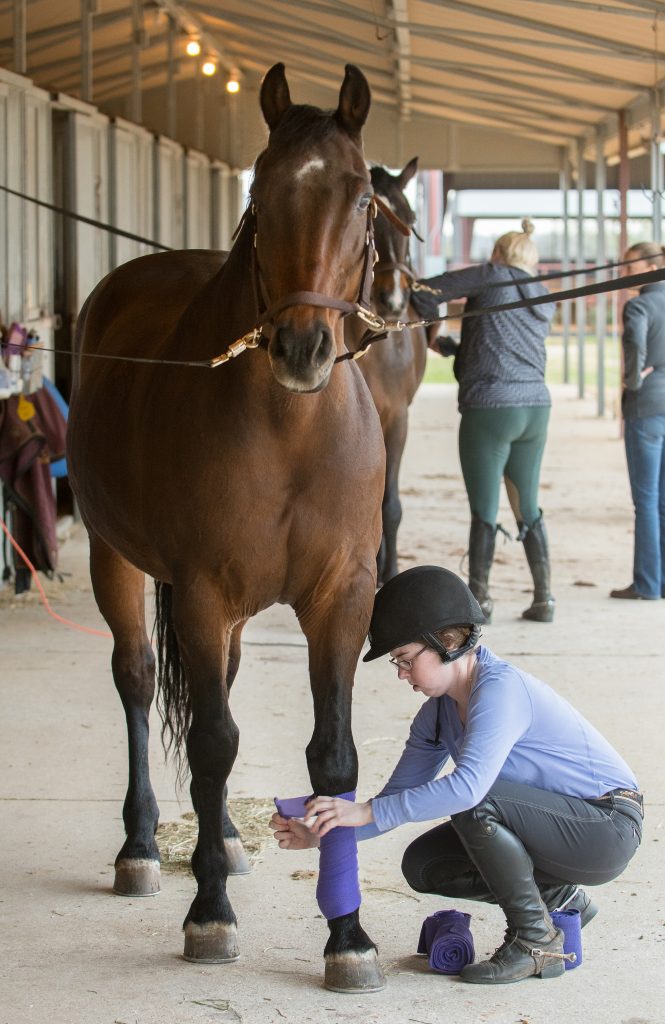 Julia Finn wraps the legs of Tux, one of TCU’s horses, at the equestrian practice facility. The riders become attuned to the moods of their horses. Photo by Glen E. Ellman