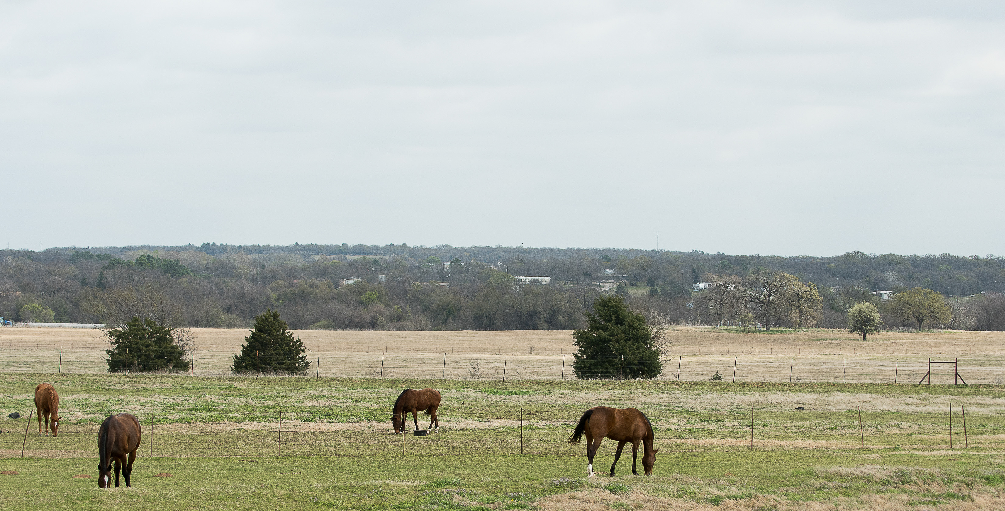 Equine athletes graze at Turning Point Ranch, TCU's practice facility in Springtown, Texas. Photo by Glen E. Ellman