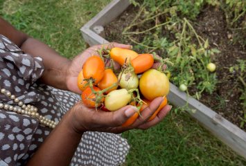 Harvesting tomatoes at PolyWes Gardens, a community garden in southeast Fort Worth. Photo by Leo Wesson