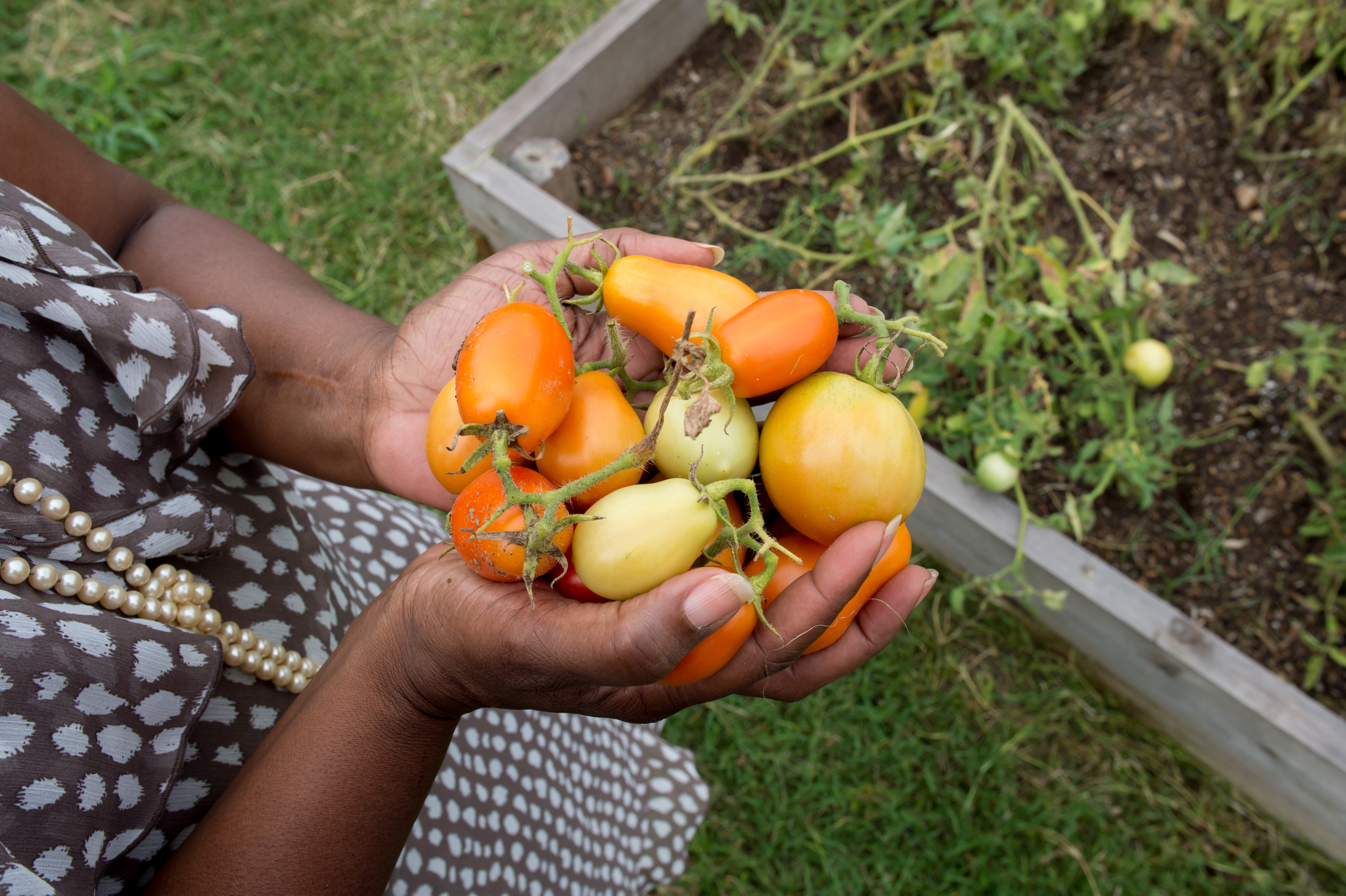 Harvesting tomatoes at PolyWes Gardens, a community garden in southeast Fort Worth. Photo by Leo Wesson