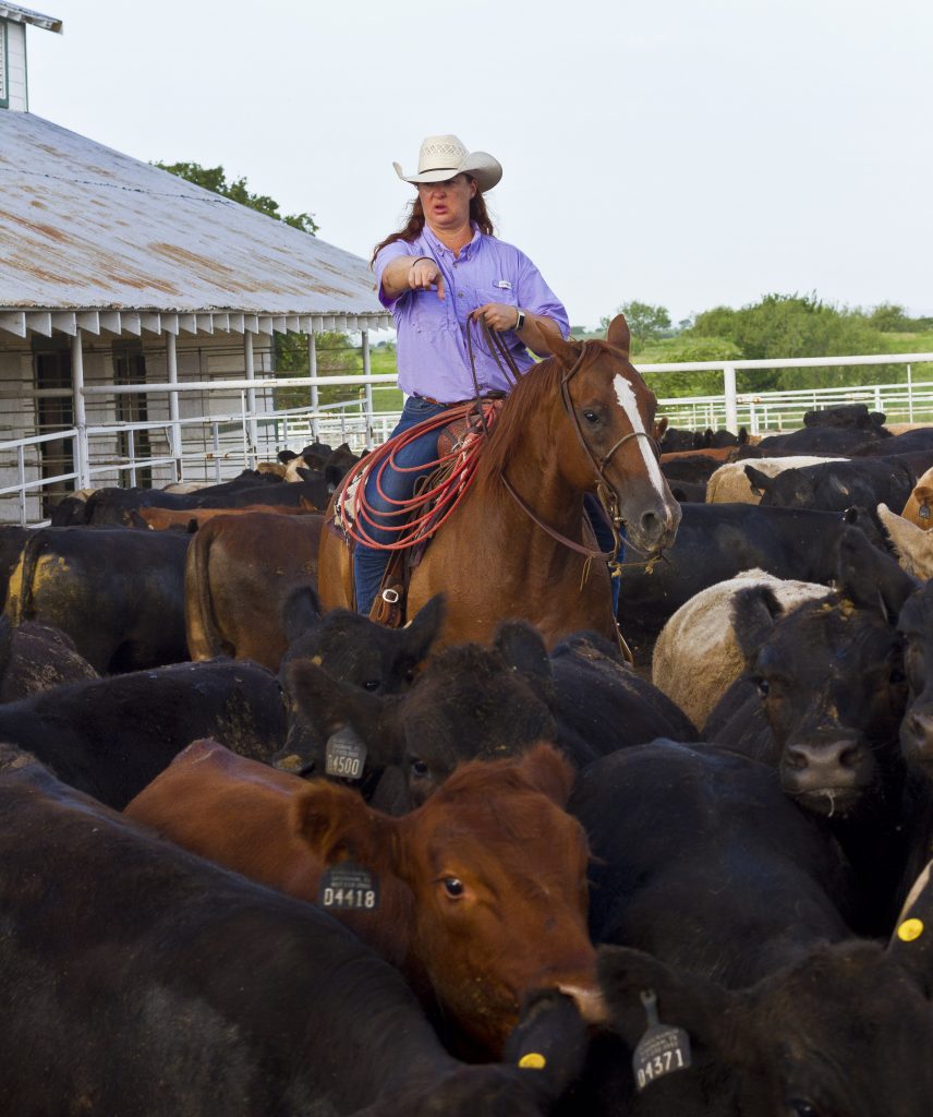 Pete Bonds' daughter, Missy Bonds '01 RM herds cattle into a holdong pen to be weighed and shipped at Bonds Ranch near Saginaw, Texas.