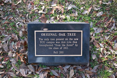In 2011 a plaque was installed to distinguish the tree from the others. Photo by Carolyn Cruz