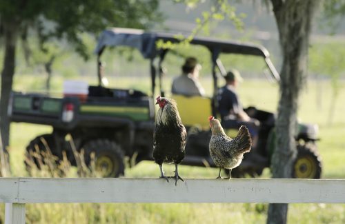A rooster and a hen take in the activity from the fence rail at Congaree and Penn farm and mills. Early morning at Congaree and Penn in Jacksonville, Florida where TCU alumni Lindsay and Scott Meyer own and operate their farm where they have created a national following for their unique rice and fruit products. Photographed Wednesday, May 1, 2019. (Copyright 2019, Bob Self)