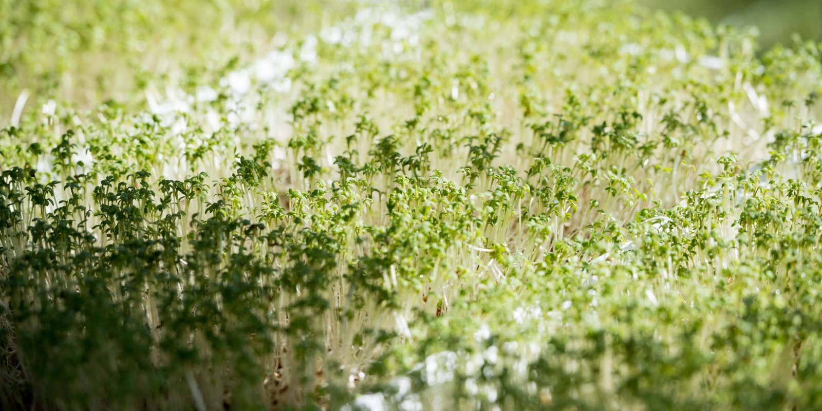 The nutrient-rich watercress is used in the company’s organic and natural skin care products. Photo by Leo Wesson