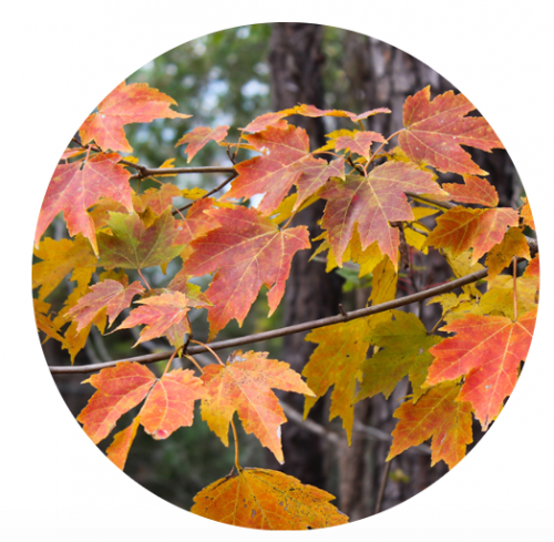 A caddy maple branch of pointed leaves that have turned shades of orange and red in autumn.