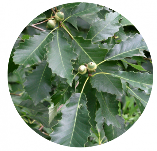A chinquapin oak branch with scalloped oval leaves and round capped seeds.