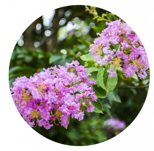 A crepe myrtle branch with clusters of small pink flowers.