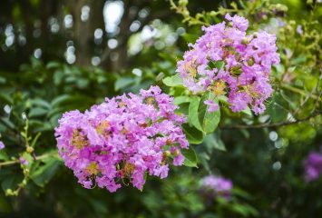 Closeup pink purple crape myrtle flowers, also known as Lagerstroemia indica