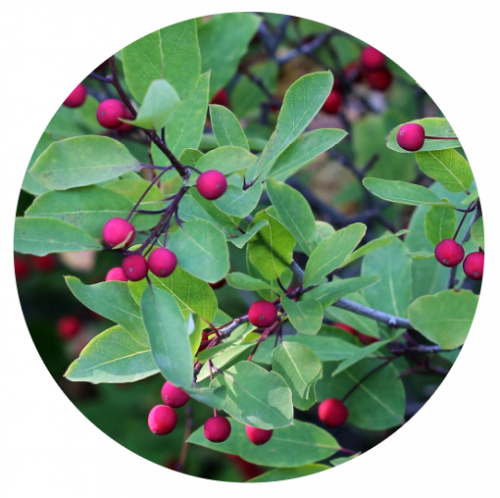A possumhaw holly with oval leaves and bright red round berries