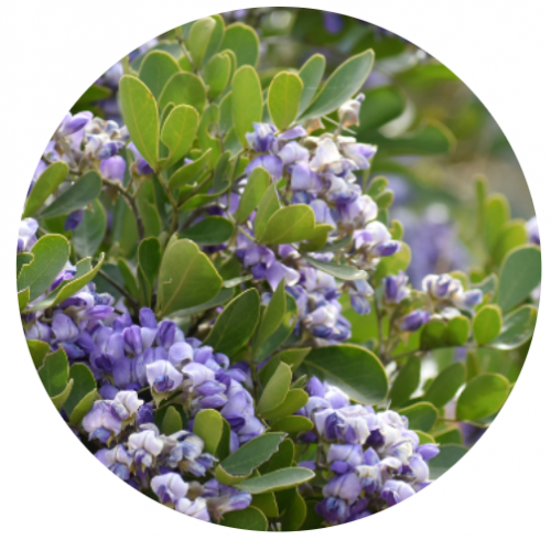 A Texas mountain laurel branch with clusters of purple flowers.