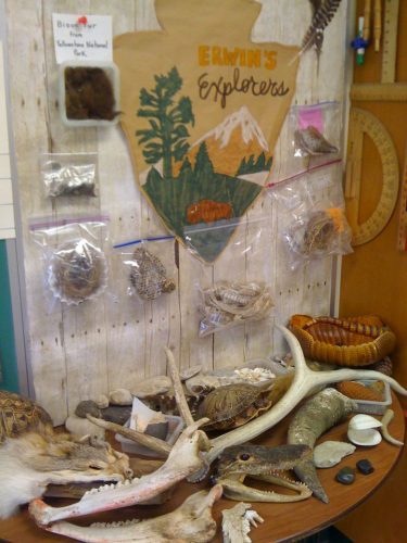 A display featuring wildlife pelts and antlers