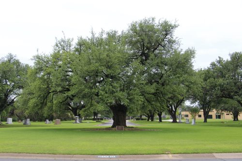 A luscious live oak tree stands in a cemetery.