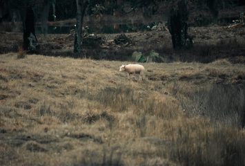 White Sheep on Brown Grass Field