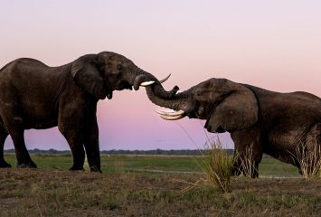 Two elephants touch trunks at sunset in southern Africa, with a soft pink and purple twilight sky reflecting over a calm waterway in the background.