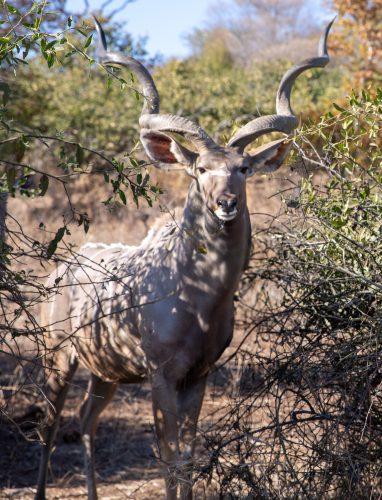 A kudu stands among shrubs in southern Africa.