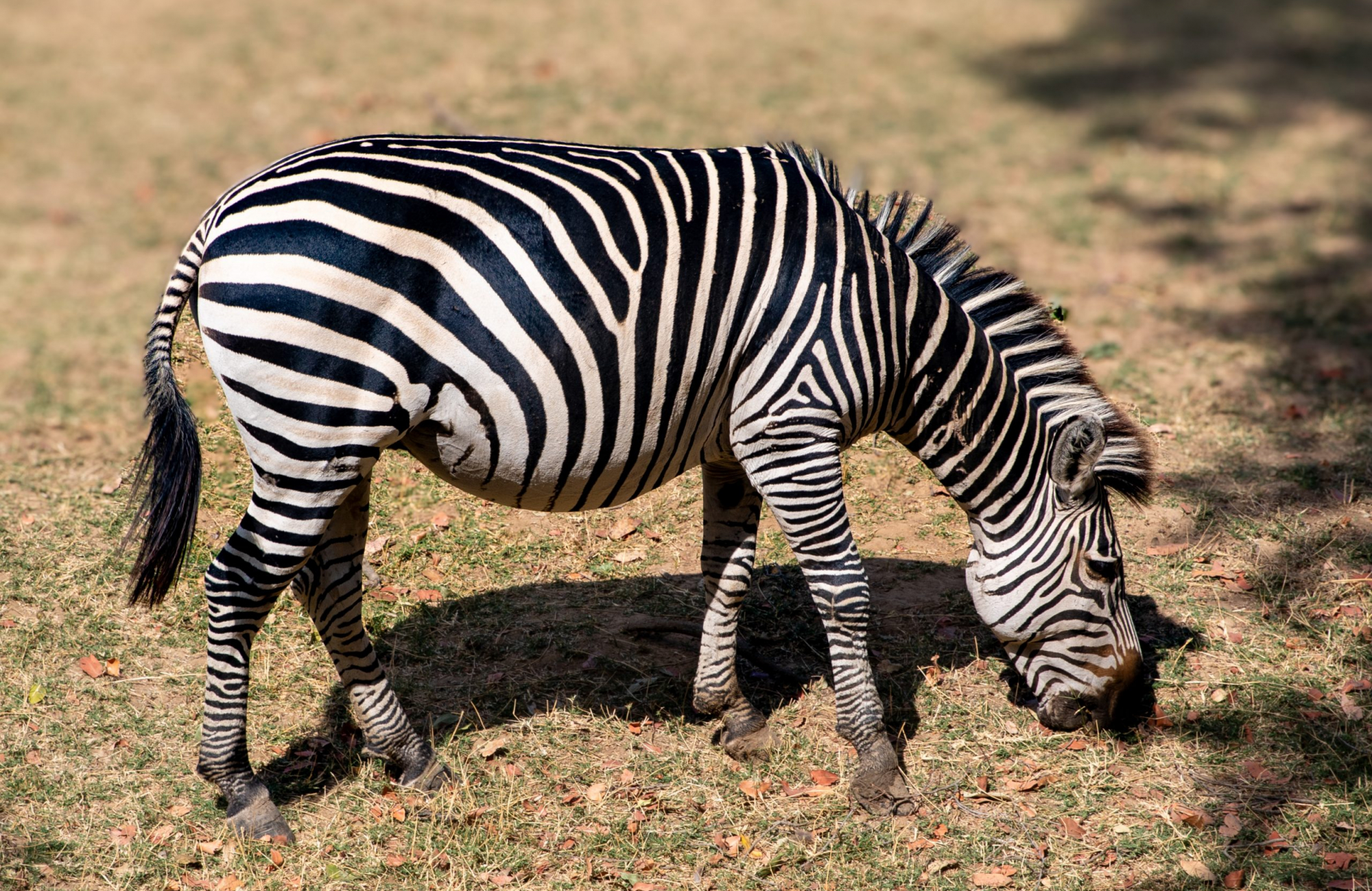 A lone zebra grazing on grass just outside a thatched safari cabin at Mfuwe Lodge, with natural vegetation in the background, in South Luangwa National Park, Zambia.