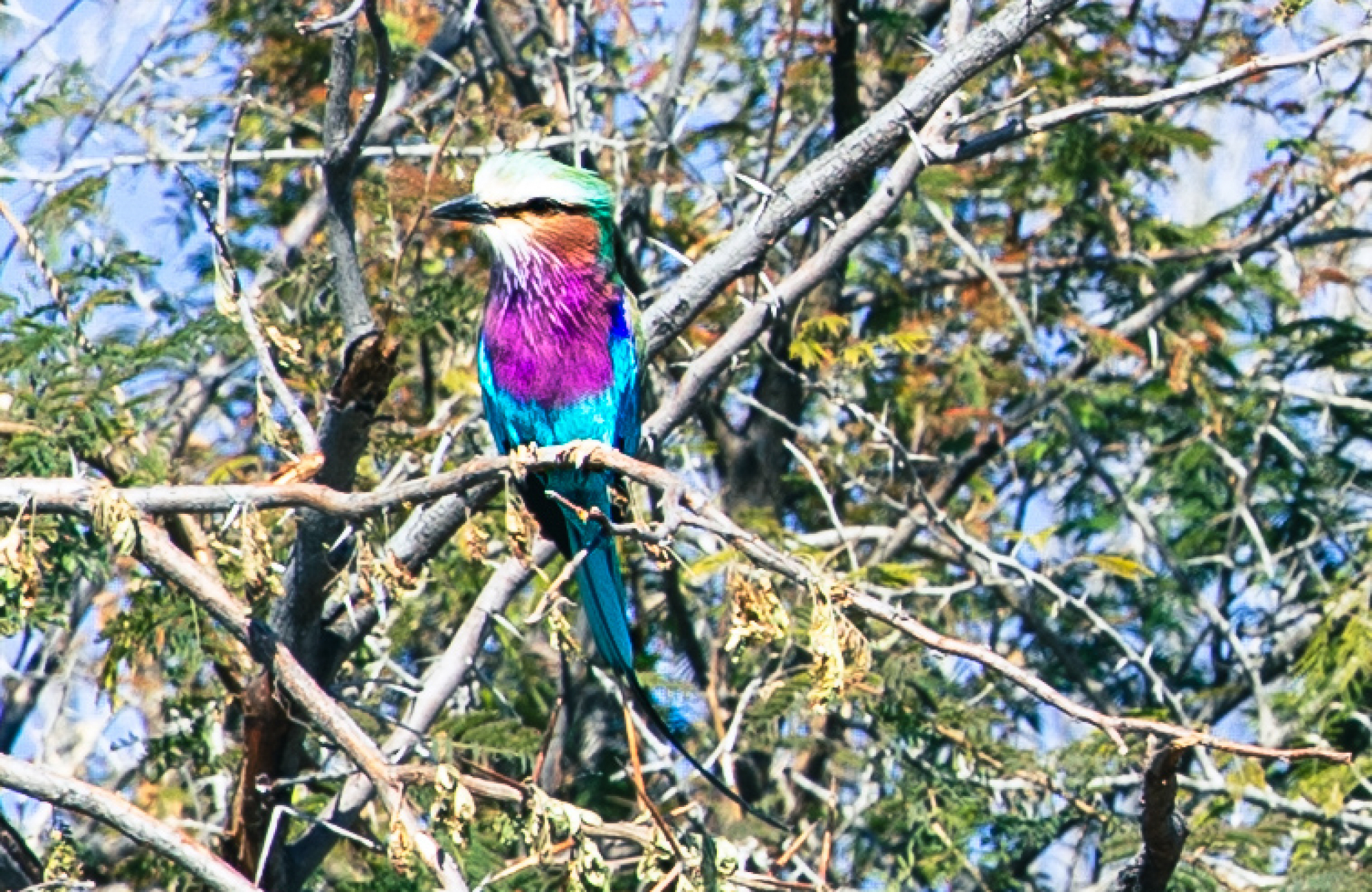 A lilac-breasted roller perched on a bare branch amid a tangle of tree limbs, its vivid plumage — turquoise, violet, and green — visible against a pale blue sky along the Chobe River in Botswana.