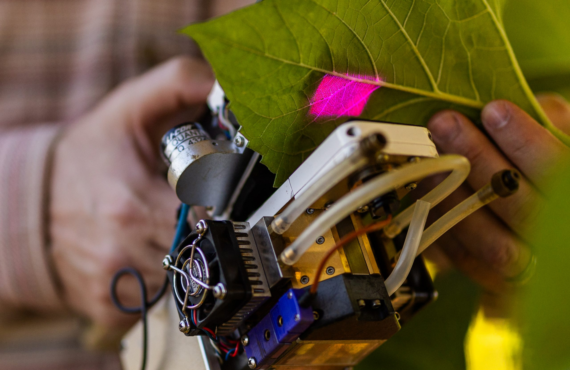 A close-up of a leaf clamped into a sensor head emitting pink light, with a small fan and tubing visible on the instrument; a hand steadies the leaf.