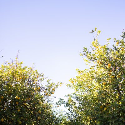 Yellow lemons hang heavy on branches that frame a bright blue sky overhead.