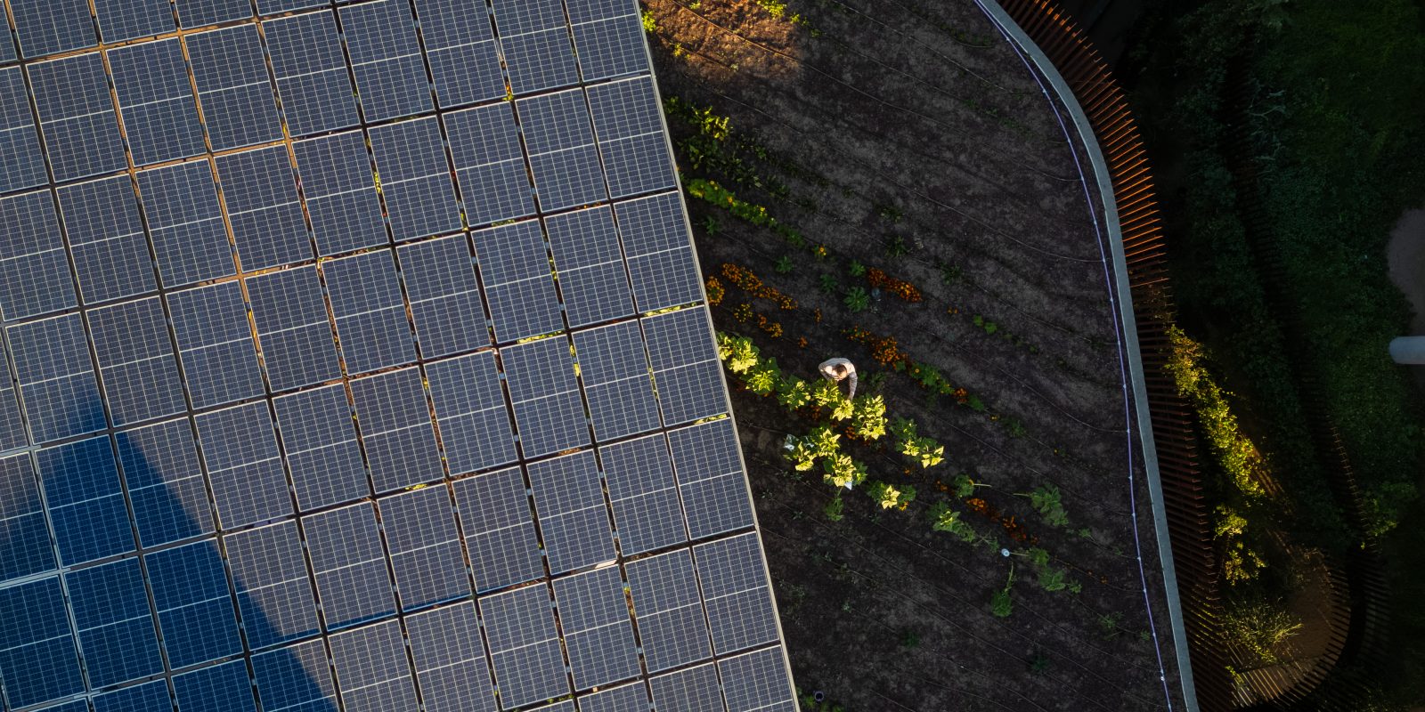 Aerial view of a solar panel array on the left meeting rows of garden crops on the right, with a person tending plants in the cultivated soil between the panels and a wooden fence.