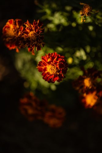 Close-up of red and orange marigold blossoms with yellow centers, lit warmly against a dark, softly blurred background of green foliage.