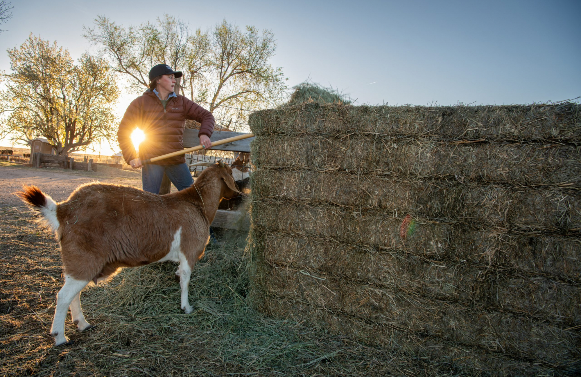 A woman in a baseball cap and brown puffer jacket uses a long-handled tool to pull hay from a tall stack of bales as a brown and white goat stands beside her, with the sun setting through bare trees in the background.