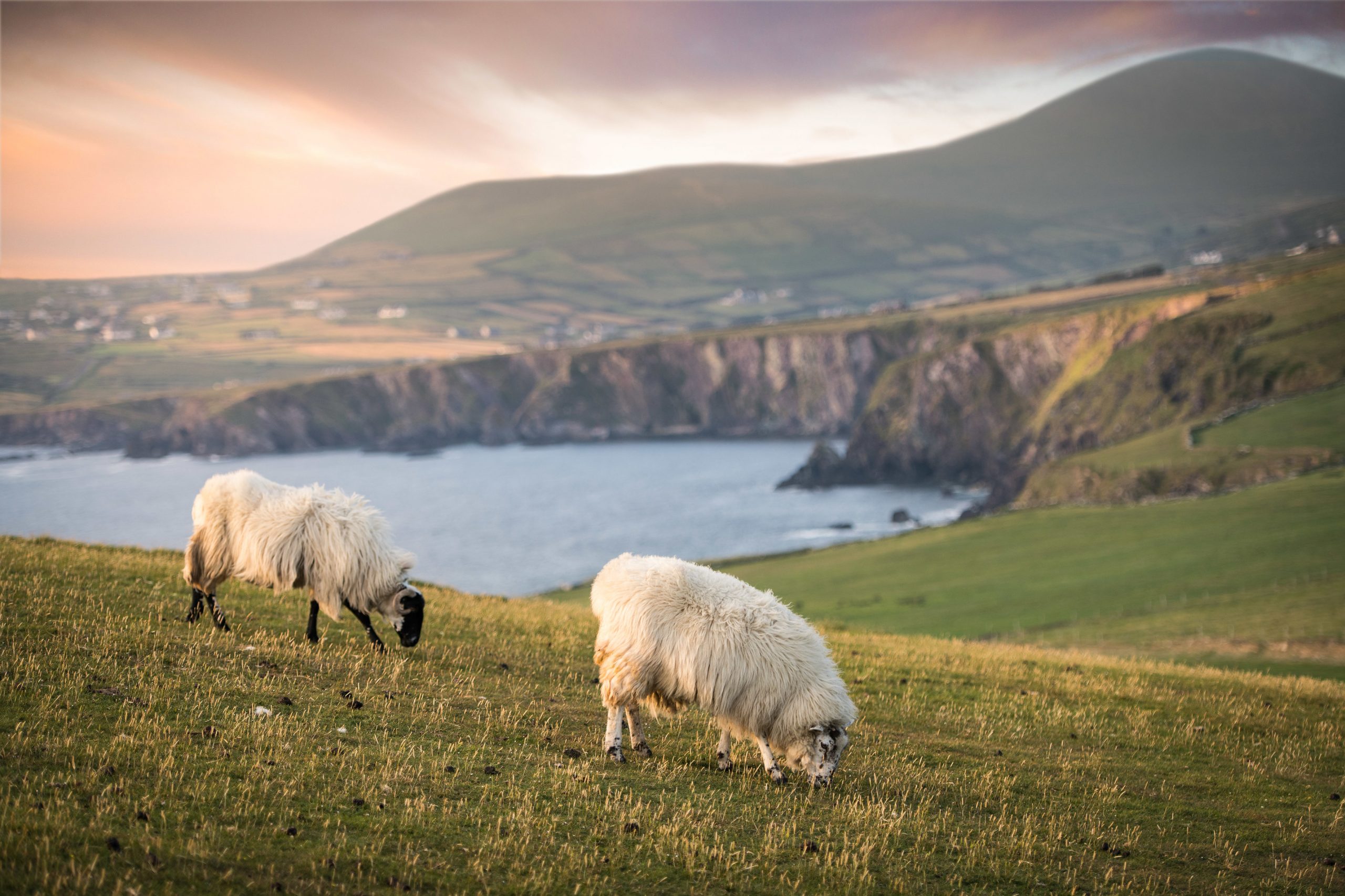 Two sheep graze on a grassy clifftop overlooking the sea at Dunmore Head, County Kerry, Ireland.