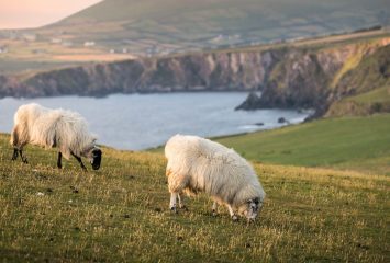 Two sheep graze on a grassy clifftop overlooking the sea at Dunmore Head, County Kerry, Ireland.