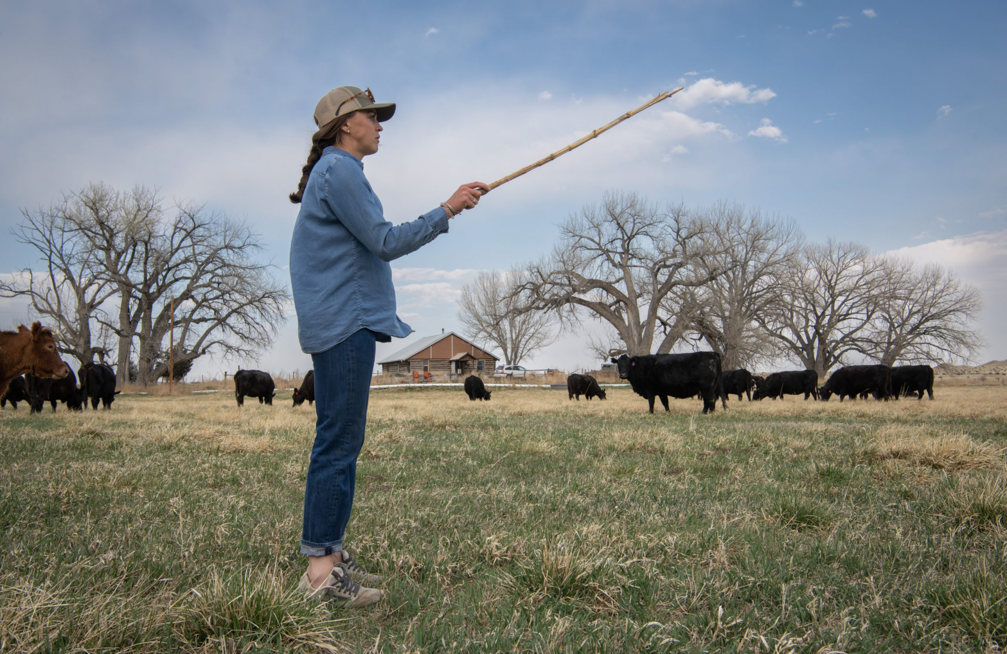 A woman in a denim shirt, jeans and ball cap stands in profile in a pasture, extending a long thin stick toward a herd of grazing black and brown cattle, with bare cottonwood trees and a farmhouse in the background under a partly cloudy sky.