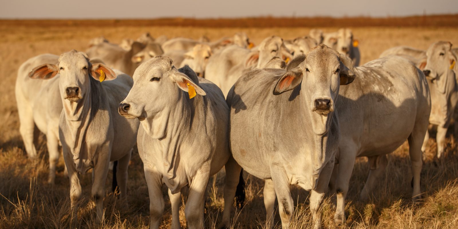 A herd of pale Brahman cattle with yellow ear tags stands in a dry grass field at golden hour.
