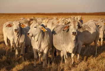 A herd of pale Brahman cattle with yellow ear tags stands in a dry grass field at golden hour.