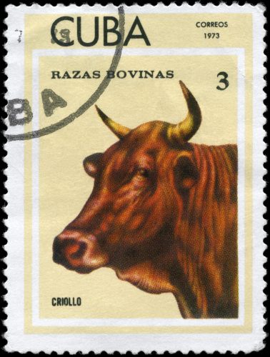 A 1973 Cuban postage stamp showing a brown horned cow, labeled “Criollo,” from the Razas Bovinas series.
