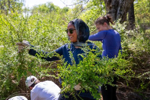 A person in a headscarf, sunglasses and work gloves smiles while pulling an uprooted shrub from a wooded area as two others clear brush nearby.