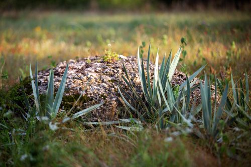 A weathered, pale rock sits in a grassy field, ringed by clusters of stiff, blade-shaped leaves in low light.