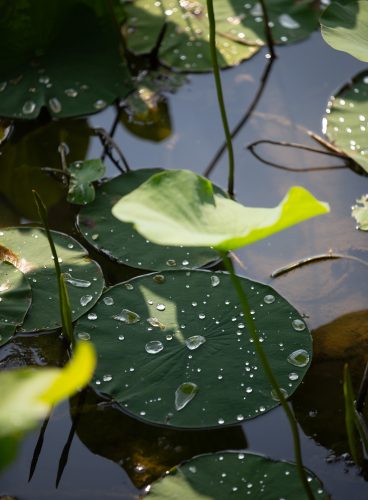 Water droplets bead across floating lily pads on a dark pond, with slender stems rising through the surface and reflections in the water between the leaves.