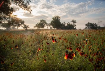 A meadow of red and yellow wildflowers fills the foreground, with tall grasses, scattered trees on the horizon and low sun behind a bank of clouds.