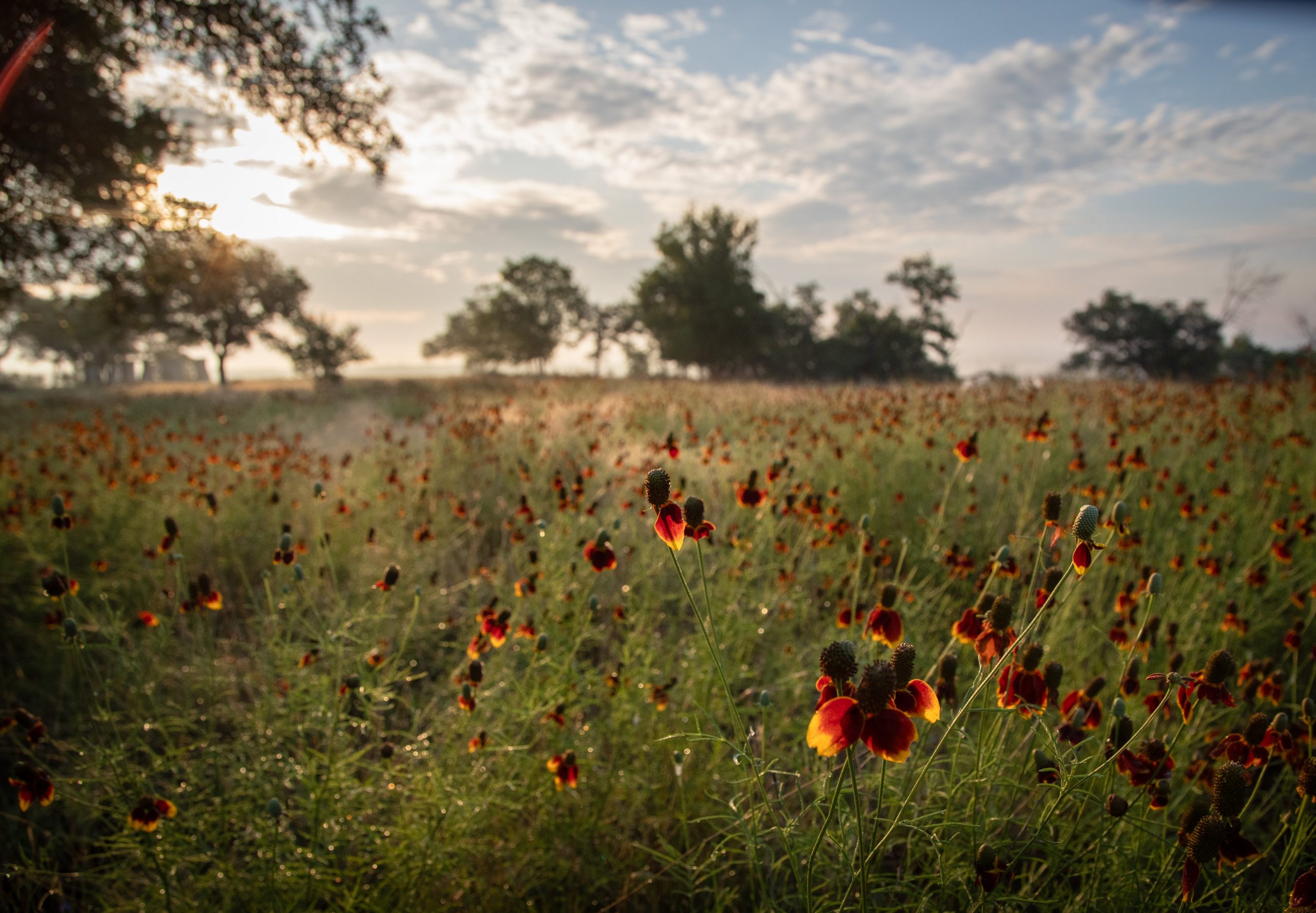 A meadow of red and yellow wildflowers fills the foreground, with tall grasses, scattered trees on the horizon and low sun behind a bank of clouds.